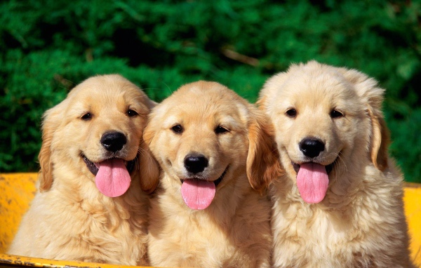 Милые собаки