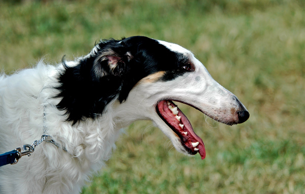 Милая борзая собака