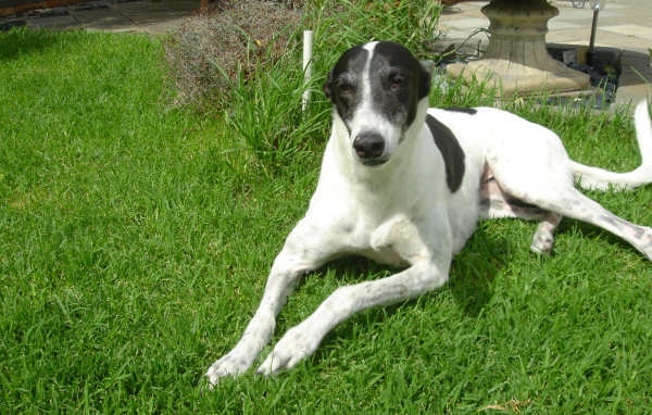 Милый борзой пес на газоне