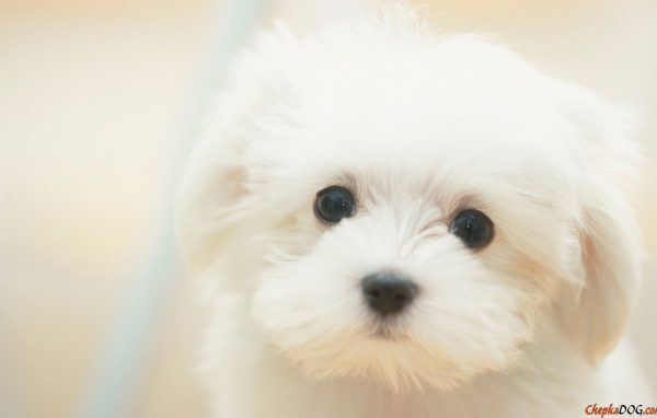 Милый щенок болонки