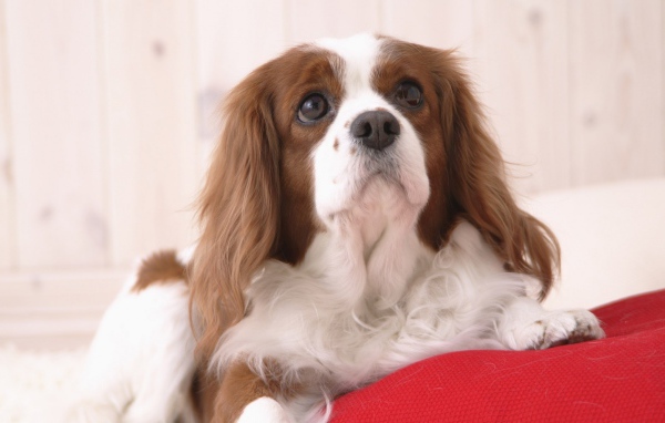 Милашка проснулся