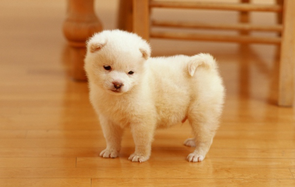 Очаровательный щенок