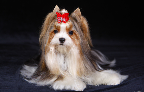 Милашка бивер йорк