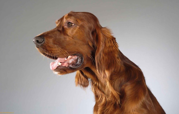 Милашка английский кокер спаниель