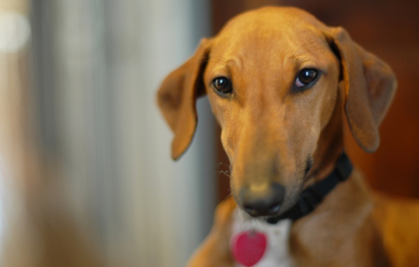 Милашка собака азавак