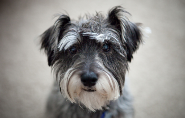 Милашка собака шнауцер