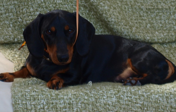 Собака такса на диване