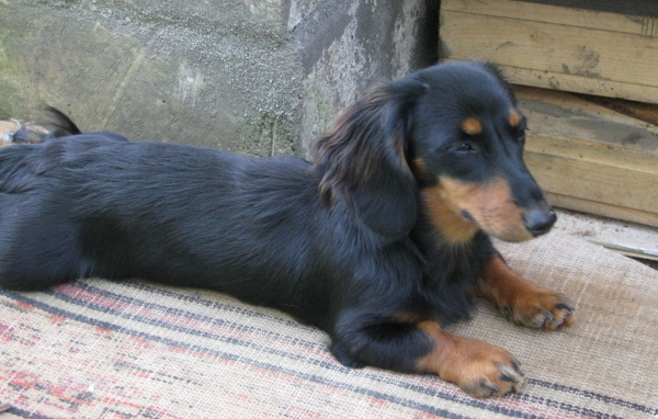 Такса лежит на подстилке