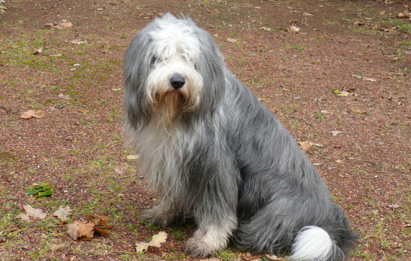 Темный окрас бобтейла