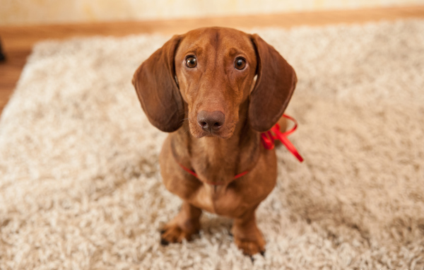 Провинившаяся такса на ковре