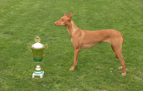 Заслуженная награда фараоновой собаки