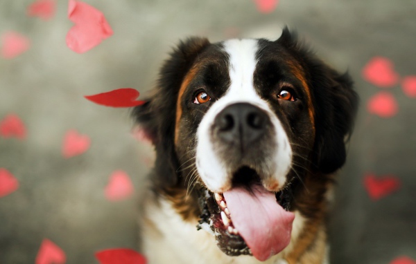 Преданный взгляд собаки