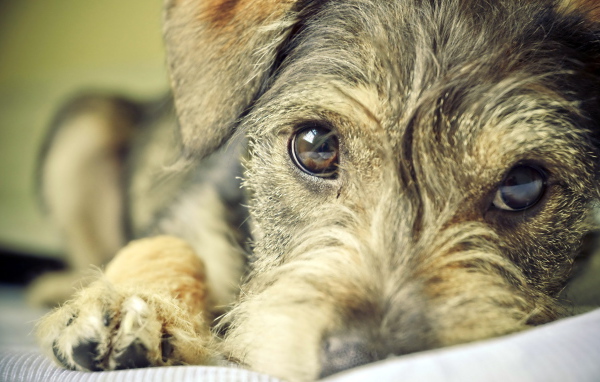 Преданный взгляд собаки