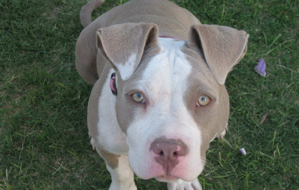 Преданный взгляд американского стаффордширского терьера