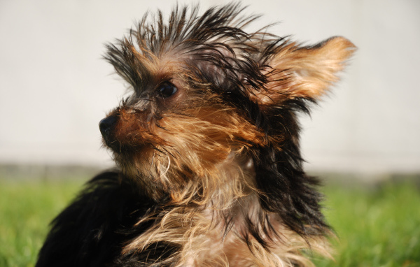 Взлохмаченный йоркширский терьер