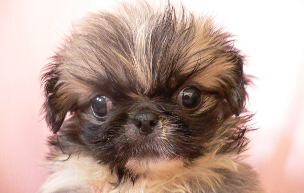 Взлохмаченный малыш пекинес