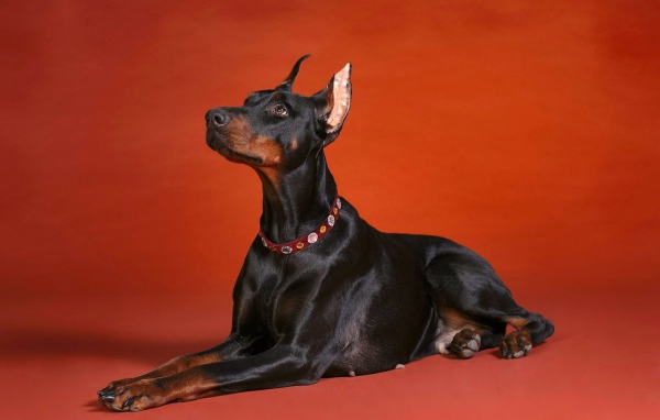 Доберман смотрит вверх