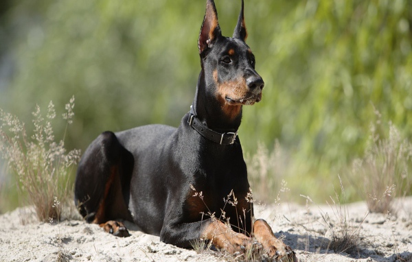 Доберман лежит на песке