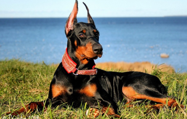 Доберман на побережье
