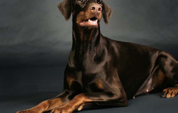 Доберман позирует