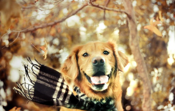 Собака золотистый ретривер