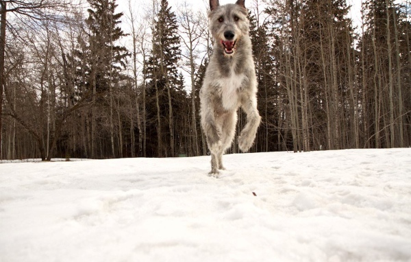 Собака ирландский волкодав в лесу