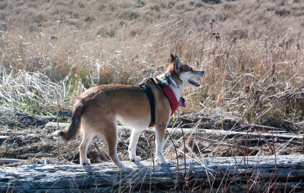 Собака норвежский лундехунд