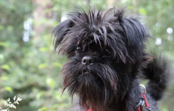 Собака породы аффенпинчер