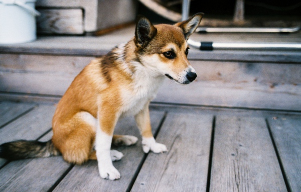Порода собак норвежский лундехунд