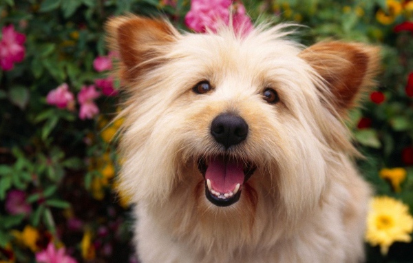 Собака выражает радость