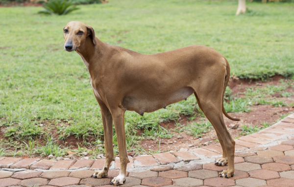 Собака девочка азавак