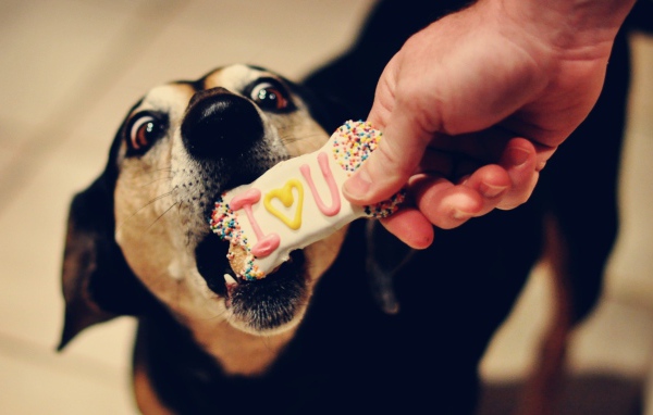 Собаке дают печенье