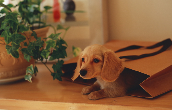 Собака в подарочной сумке