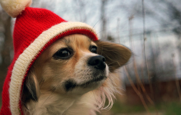 Собачка в красной шапке
