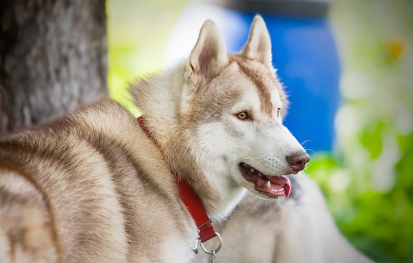 Собака в красном ошейнике