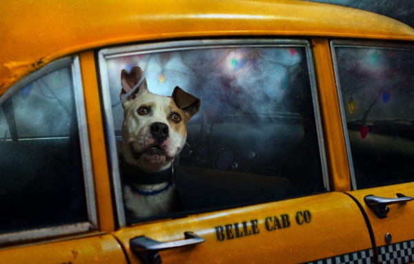 Cобака в такси
