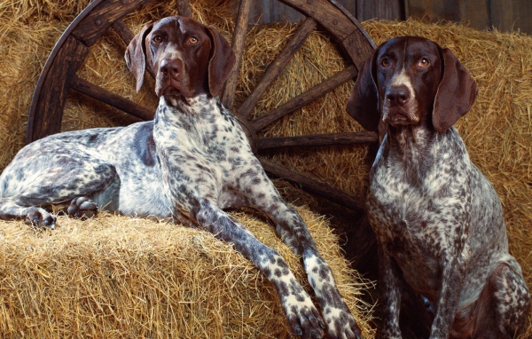 Собаки на сене