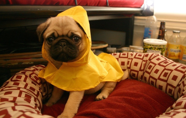 Собака в желтой пижаме