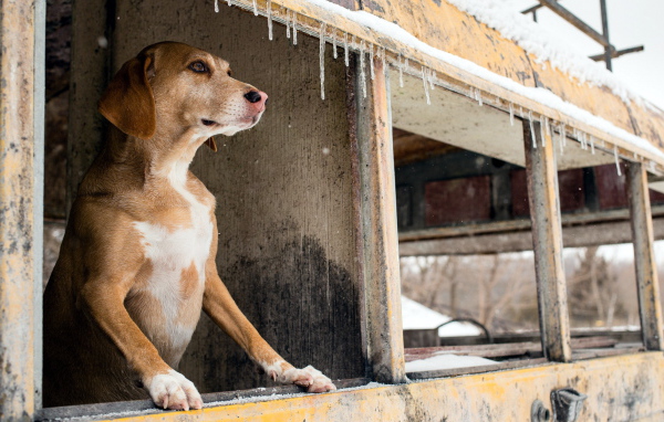 Собака смотрит в окно