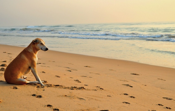 Dog near the sea