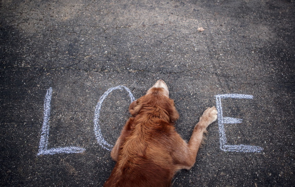 Собака на асфальте