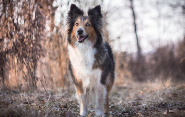 Cобачка на сухой траве