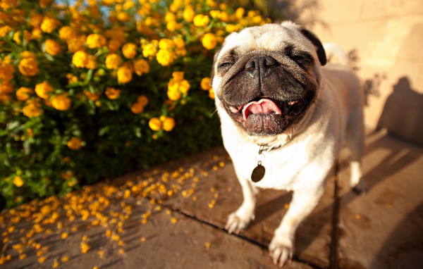 Собака мопс