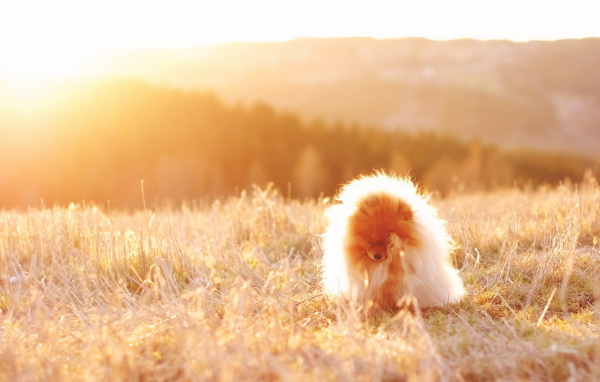 Собака под солнечным светом