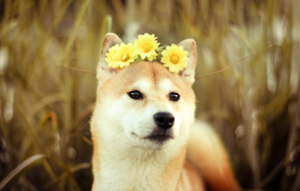 Собака с цветами на голове