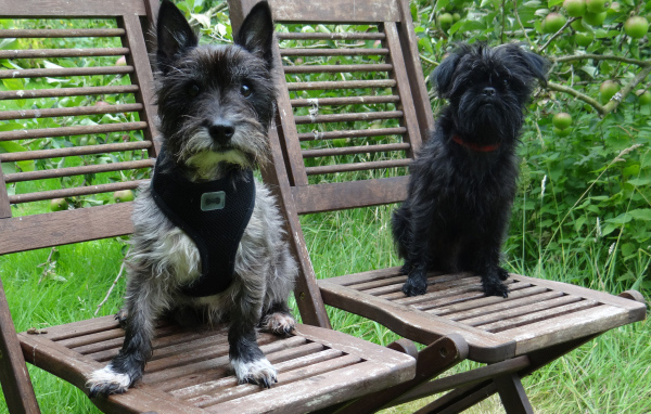 Собаки аффенпинчер на стульях