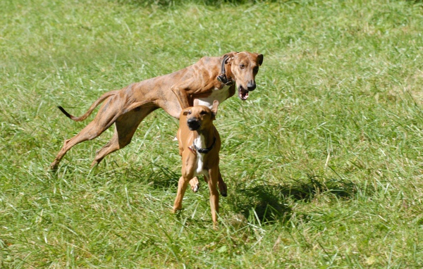 Собаки азавак играют