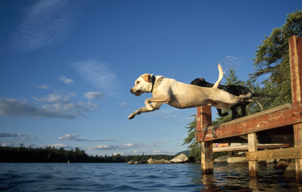Собаки прыгают в воду