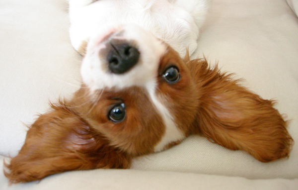 Ушастый кавалер кинг чарльз спаниель