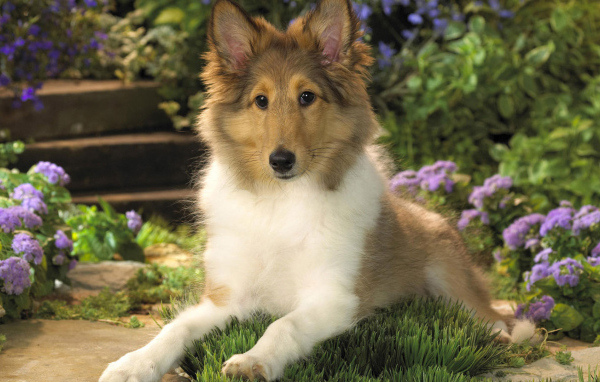 Ушастый щенок колли